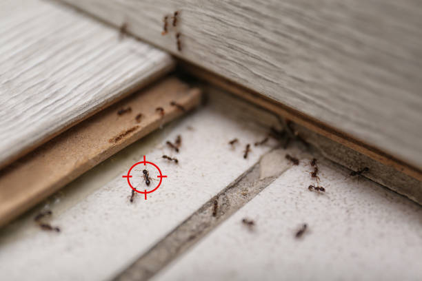 Best Local Pest Control Services  in Liberty, UT