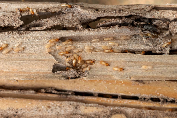 Best Flea Control Services  in Liberty, UT